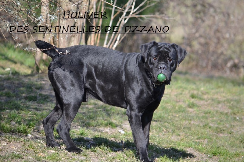 Holiver Des Sentinelles De Tizzano