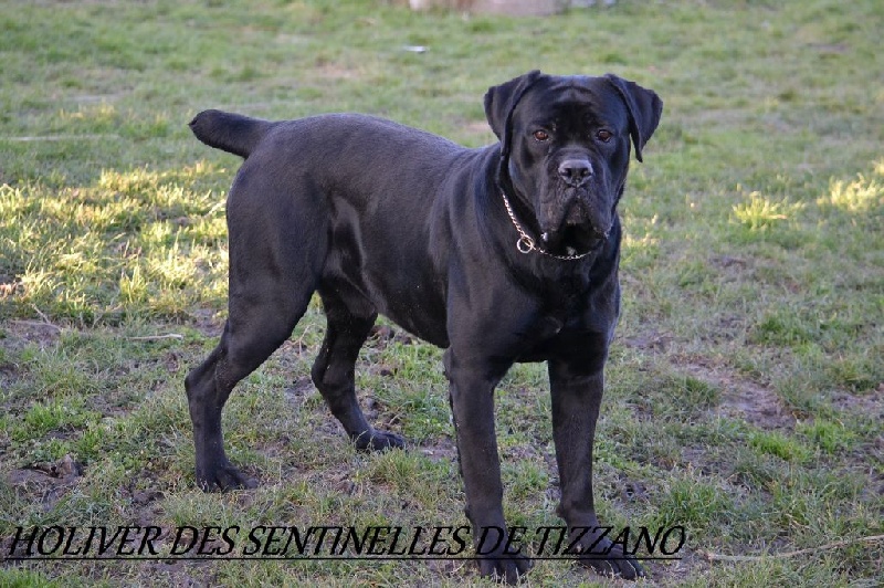 Holiver Des Sentinelles De Tizzano