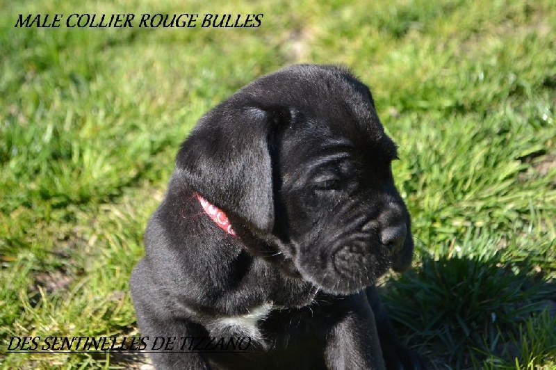 Des Sentinelles De Tizzano - Cane Corso - Portée née le 27/01/2014