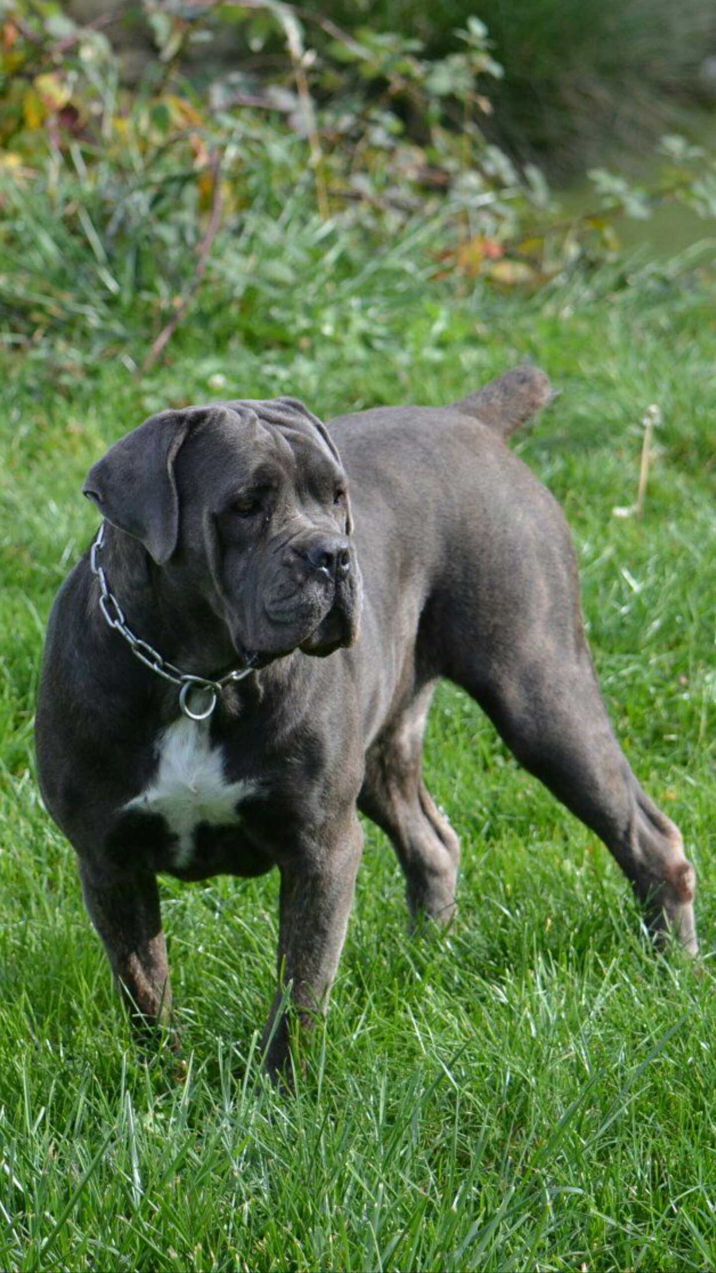 Injee Des Gryphus De Legendes