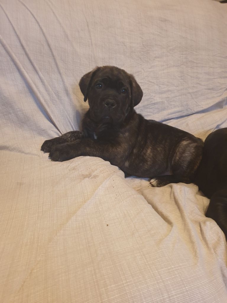 Des Sentinelles De Tizzano - Cane Corso - Portée née le 06/08/2019