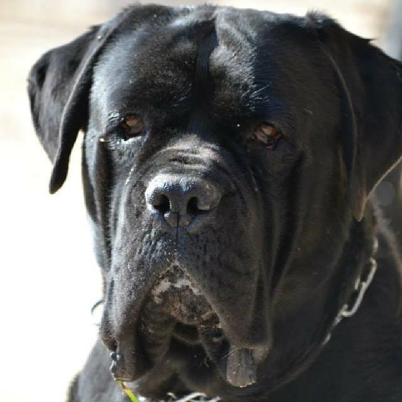 Des Sentinelles De Tizzano - Cane Corso - Portée née le 26/07/2015